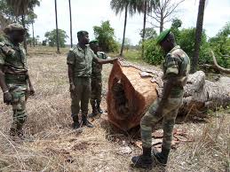 Affrontements entre trafiquants de bois et des éléments de l’Armée en frontière Gambienne: le pire évité de justesse
