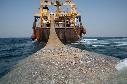 La moitié des navires de pêche illégale opèrent en Afrique 